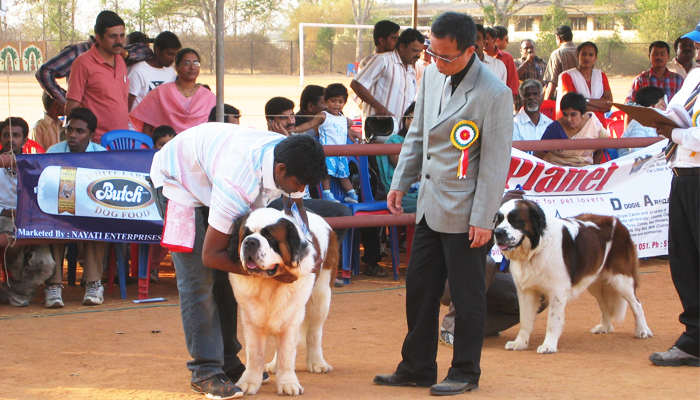 Image Caption